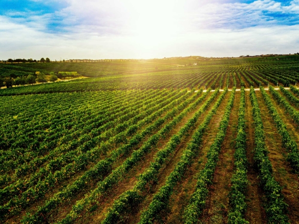 Land of Plenty
